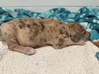 Godfrey, a male Great Dane for sale in Hutchinson, KS – Photo 7 of 10