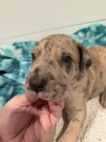 Godfrey, a male Great Dane for sale in Hutchinson, KS – Photo 5 of 10