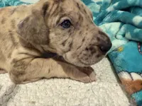 Godfrey, a male Great Dane for sale in Hutchinson, KS – Photo 10 of 10