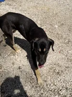 Zeus, a male Great Dane for sale in Hutchinson, KS – Photo 2 of 7