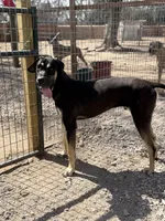 Zeus, a male Great Dane for sale in Hutchinson, KS – Photo 6 of 7