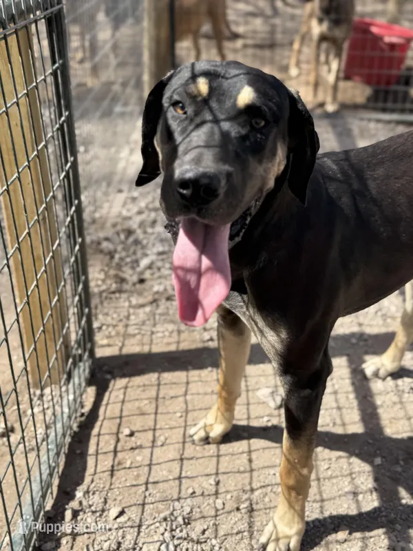 Zeus – Great Dane puppy for sale in Hutchinson, KS