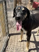 Zeus, a male Great Dane for sale in Hutchinson, KS – Photo 1 of 7