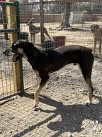 Zeus, a male Great Dane for sale in Hutchinson, KS – Photo 5 of 7