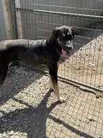 Zeus, a male Great Dane for sale in Hutchinson, KS – Photo 3 of 7