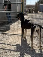 Zeus, a male Great Dane for sale in Hutchinson, KS – Photo 4 of 7