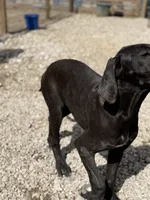 Stella, a female Great Dane for sale in Hutchinson, KS – Photo 2 of 10