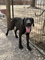 Stella, a female Great Dane for sale in Hutchinson, KS – Photo 5 of 10