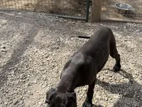 Stella, a female Great Dane for sale in Hutchinson, KS – Photo 9 of 10