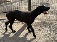 Stella, a female Great Dane for sale in Hutchinson, KS – Photo 7 of 10