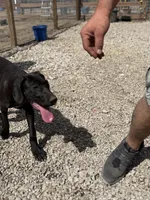 Stella, a female Great Dane for sale in Hutchinson, KS – Photo 8 of 10