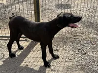 Stella, a female Great Dane for sale in Hutchinson, KS – Photo 10 of 10