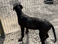 Stella, a female Great Dane for sale in Hutchinson, KS – Photo 4 of 10