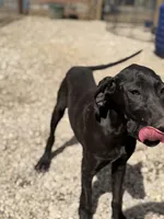 Stella, a female Great Dane for sale in Hutchinson, KS – Photo 1 of 10