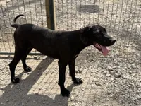 Stella, a female Great Dane for sale in Hutchinson, KS – Photo 6 of 10