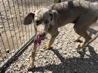 Farrah, a female Great Dane for sale in Hutchinson, KS – Photo 3 of 8