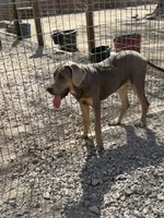 Farrah, a female Great Dane for sale in Hutchinson, KS – Photo 8 of 8