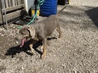 Farrah, a female Great Dane for sale in Hutchinson, KS – Photo 6 of 8