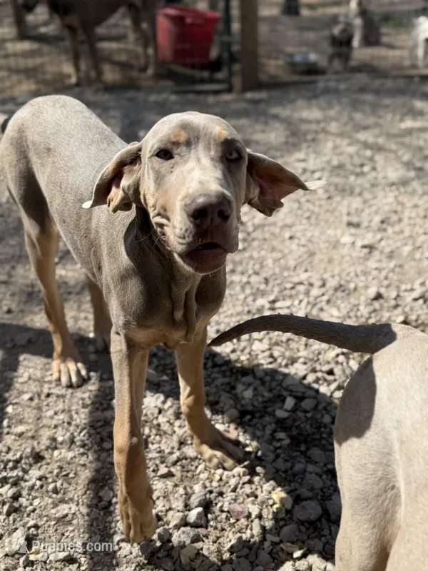 Farrah – Great Dane puppy for sale in Hutchinson, KS