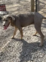 Farrah, a female Great Dane for sale in Hutchinson, KS – Photo 5 of 8