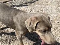 Farrah, a female Great Dane for sale in Hutchinson, KS – Photo 2 of 8