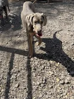 Farrah, a female Great Dane for sale in Hutchinson, KS – Photo 7 of 8