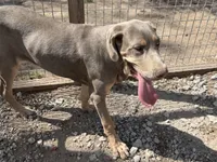 Farrah, a female Great Dane for sale in Hutchinson, KS – Photo 4 of 8