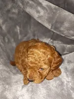 Red, a male Poodle - Toy  and Miniature Goldendoodle for sale in Matthews, NC – 7 of 8