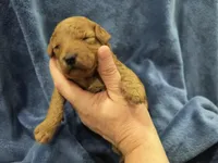 Red, a male Poodle - Miniature  and Miniature Goldendoodle for sale in Matthews, NC – 4 of 8