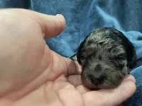 Cloud, a female Poodle - Toy  and Miniature Goldendoodle for sale in Matthews, NC – 1 of 7