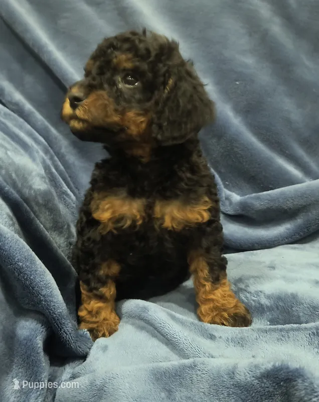 Henry – Poodle - Toy , Miniature Goldendoodle puppy for sale in Matthews, NC