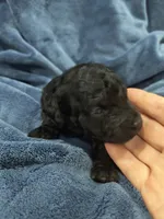 Nora, a female Poodle - Toy  and Miniature Goldendoodle for sale in Matthews, NC – 7 of 7