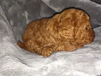 Red, a male Poodle - Toy  and Miniature Goldendoodle for sale in Matthews, NC – 8 of 8