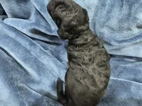 Nora, a female Poodle - Toy  and Miniature Goldendoodle for sale in Matthews, NC – 6 of 7