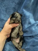 Cloud, a female Poodle - Toy  and Miniature Goldendoodle for sale in Matthews, NC – 7 of 7