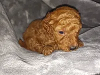 Red, a male Poodle - Toy  and Miniature Goldendoodle for sale in Matthews, NC – 5 of 8