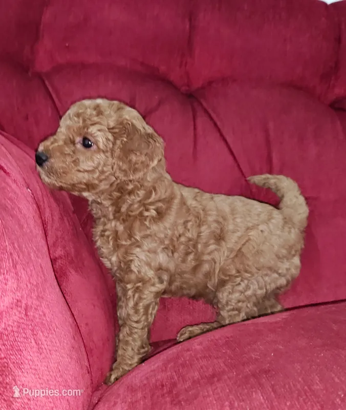 Red – Miniature Goldendoodle puppy for sale in Matthews, NC