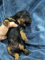Henry, a male Poodle - Toy  and Miniature Goldendoodle for sale in Matthews, NC – 7 of 7