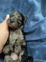 Cloud, a female Poodle - Toy  and Miniature Goldendoodle for sale in Matthews, NC – 6 of 7