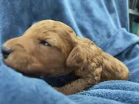 Red, a male Poodle - Miniature  and Miniature Goldendoodle for sale in Matthews, NC – 5 of 8