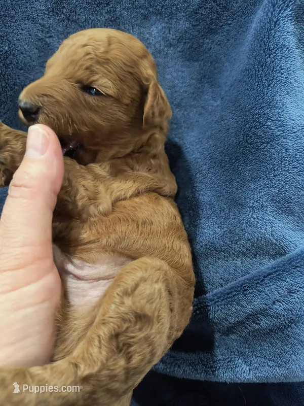 Red – Poodle - Miniature , Miniature Goldendoodle puppy for sale in Matthews, NC