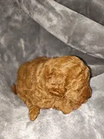 Red, a male Poodle - Toy  and Miniature Goldendoodle for sale in Matthews, NC – 6 of 8