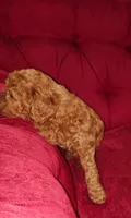 Red, a male Miniature Goldendoodle for sale in Matthews, NC – 2 of 3
