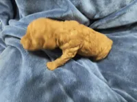 Red, a male Poodle - Miniature  and Miniature Goldendoodle for sale in Matthews, NC – 3 of 8