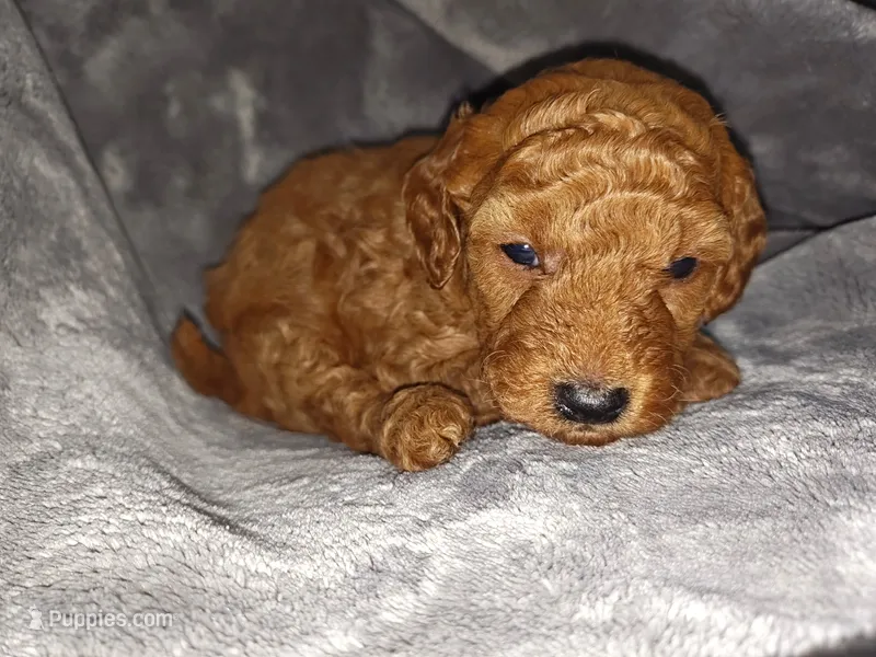 Red – Poodle - Miniature , Miniature Goldendoodle puppy for sale in Matthews, NC
