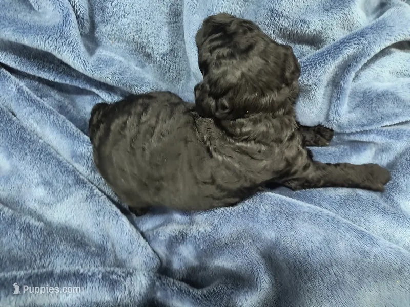 Nora – Poodle - Toy , Miniature Goldendoodle puppy for sale in Matthews, NC