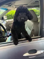 Cloud, a female Poodle - Toy  and Miniature Goldendoodle for sale in Matthews, NC – 2 of 7