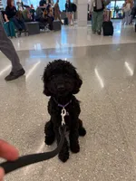Henry, a male Poodle - Toy  and Miniature Goldendoodle for sale in Matthews, NC – 3 of 7