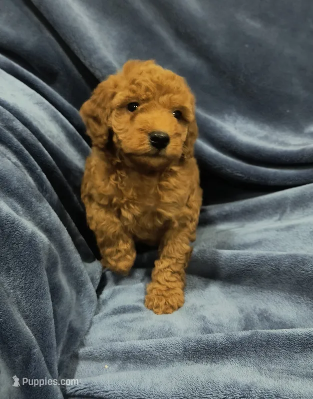 Red – Miniature Goldendoodle puppy for sale in Matthews, NC
