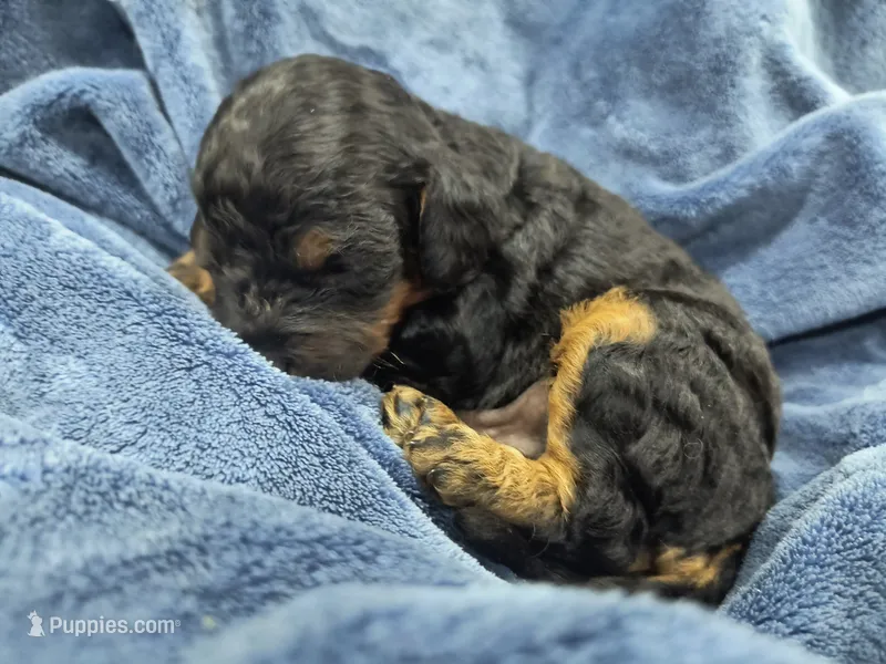 Henry – Poodle - Toy , Miniature Goldendoodle puppy for sale in Matthews, NC